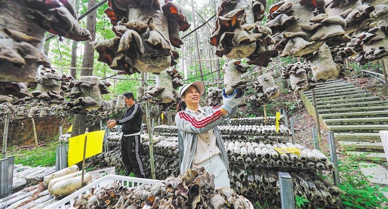 发展产业调研】林下生金不朽情缘网站【高质量(图3)